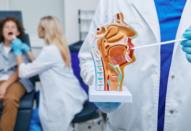Oral cavity anatomical model and throat inspection spatula in doctor hands. Otolaryngologist examines boy's throat